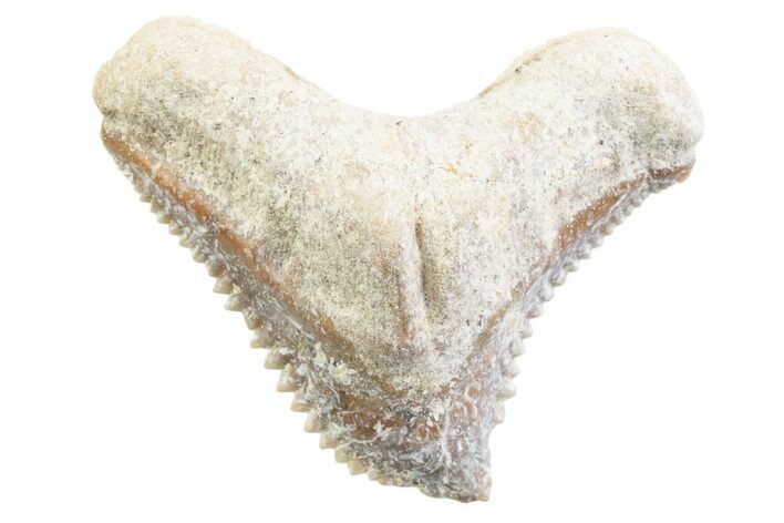 Tiger Shark (Galeocerdo Eaglesomi) Tooth - Dakhla, Morocco #371953
